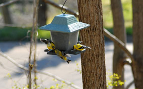Goldfinches fighting for room at feeder