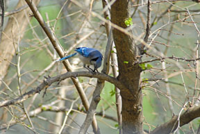 Blue Jay opening seed