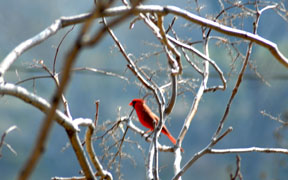 Cardinal among Spring buddings