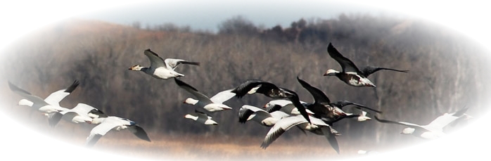 Snow Geese during Spring migration