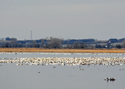 Snow Geese at Squaw Creek Refuge