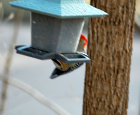 Woodpecker gripping feeder