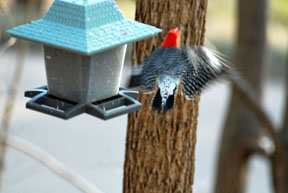 Woodpecker flying from feeder