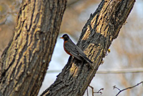 Robin in Burr Oak