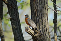 Robin in Burr Oak tree