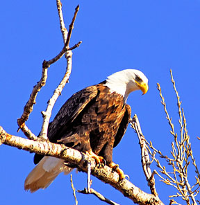 Bald Eagle on tree branch