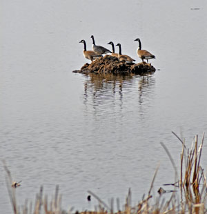 Canada Geese on Muskrat 'house'