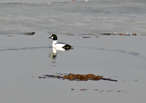 Common Goldeneye