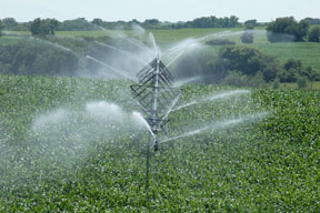 Irrigating corn