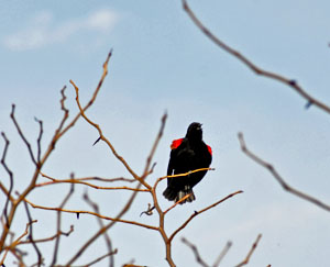Redwing Blackbird