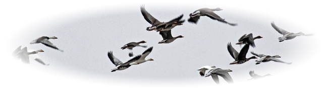 Migrating Snow Geese in flight