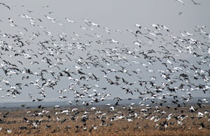 Snow Geese in field of corn stubble