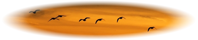 Sunset with Migrating Geese In Flight