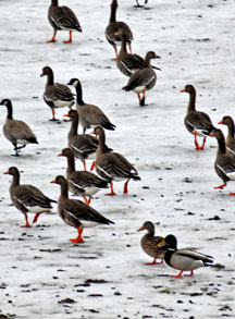 Whitefronted Geese close-up