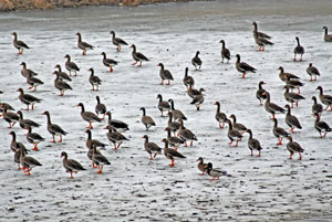 White-fronted Geese on frozen farm pond